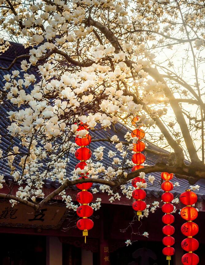 杭州法喜寺500岁玉兰盛放 洁白的花朵缀满枝头皎皎如白玉