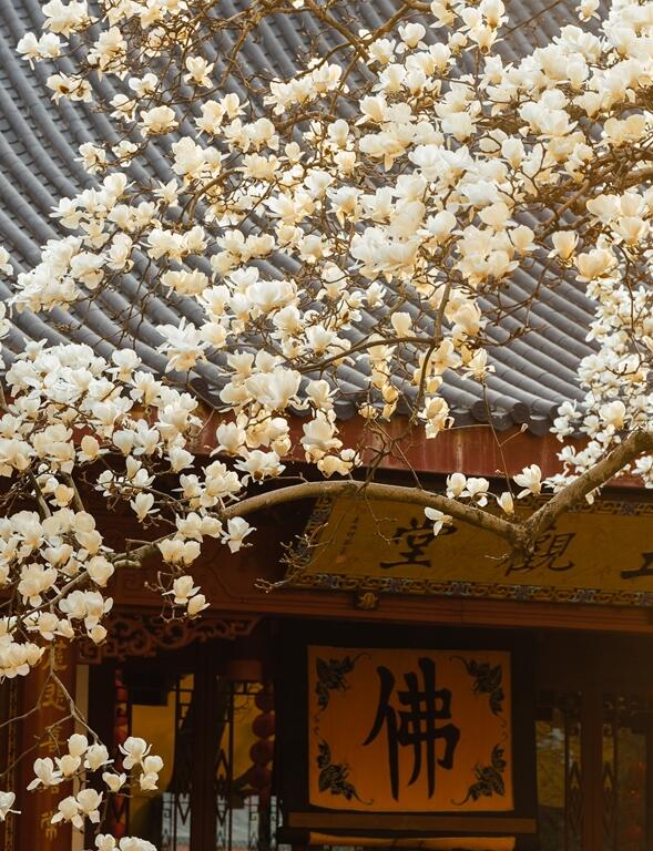 杭州法喜寺500岁玉兰盛放 从明代生长至今在风中摇曳生姿太美了
