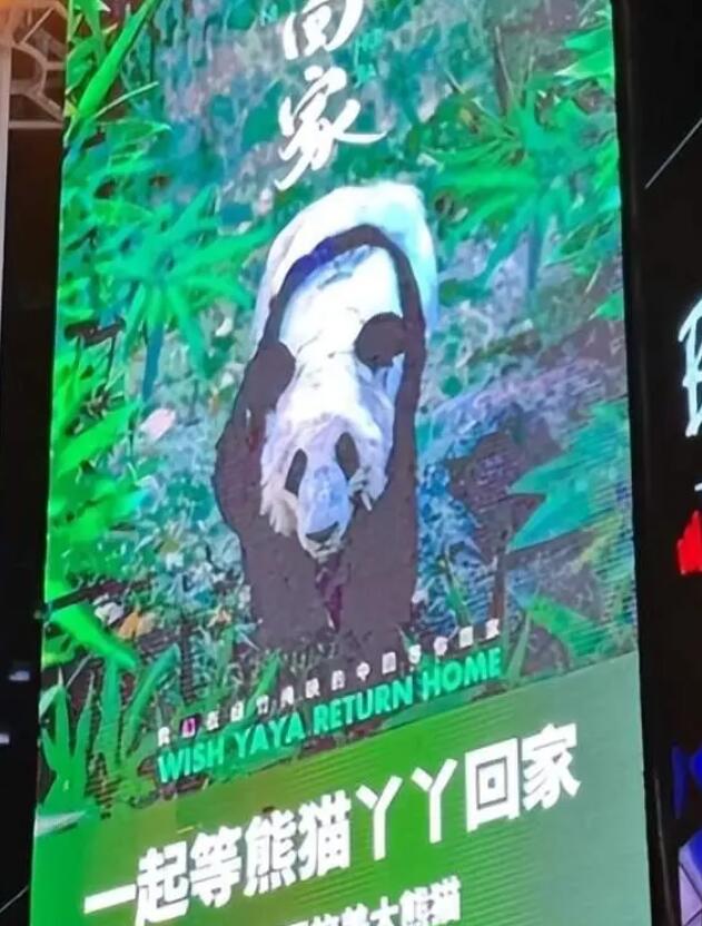 义乌一商场大屏现巨幅丫丫海报 旅美熊猫丫丫什么时候能回国？