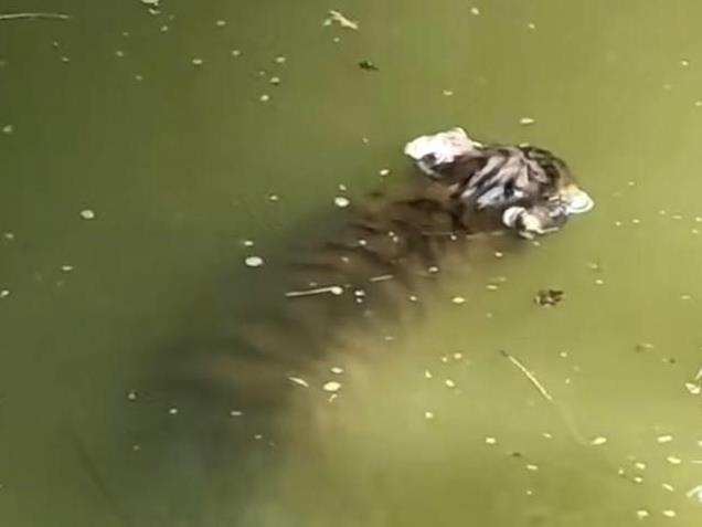 上海动物园回应小老虎溺亡原因 称落水原因为应激跳入水池