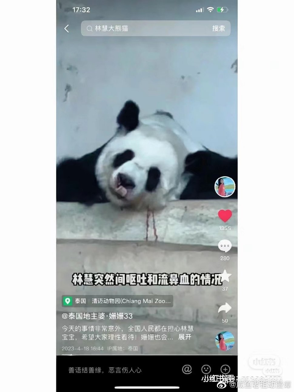 旅泰大熊猫林惠死亡 网友声讨要求公布死因