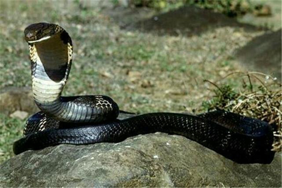世界上最长的毒蛇是什么 世界上体型最长的毒蛇是什么蛇