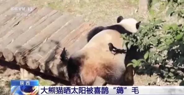 大熊猫被小鸟薅毛毫无反应淡定干饭 画面曝光温馨有趣