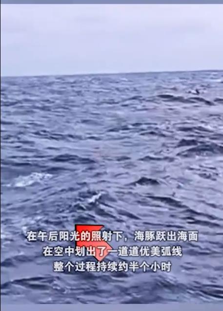 渔民出海偶遇100多只海豚逐浪嬉戏 现场画面曝光网友直呼太美了