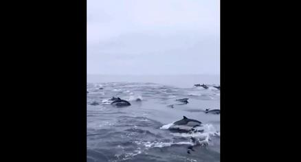渔民出海偶遇100多只海豚逐浪嬉戏 现场画面曝光场面很美很壮观令人惊叹