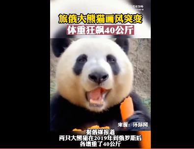 旅俄大熊猫画风突变体重狂飙40公斤 网友：战斗熊猫