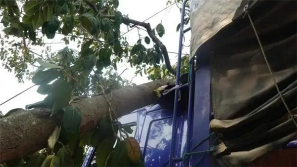 货车撞上“风水树” 村民索赔8.8万 律师：法律上对于“风水树”这一说法是不承认的