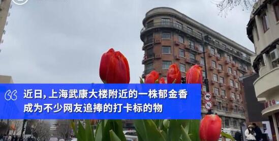 7朵郁金香撑起上海武康路流量 简直是赤露裸的照骗你去打卡拍照了吗