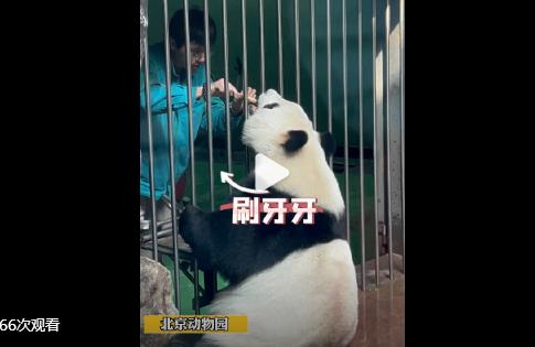 大熊猫刷牙嫌窝头掉地生气扭头就走 第一次见大熊猫的牙刷和小脾气