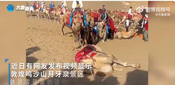敦煌骆驼被骑死？景区：已实施轮班制 并不存在虐待骆驼现象