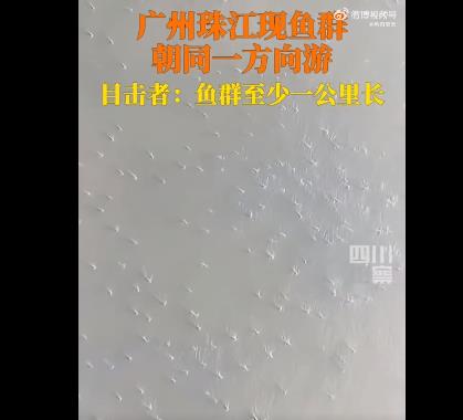 广州珠江水面现鱼群齐游 现场画面曝光密密麻麻朝同一方向游