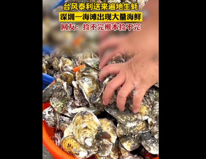 台风送来大量生蚝海鲜 市民拎麻袋装 形成了十几米的“海鲜滩”根本捡不完