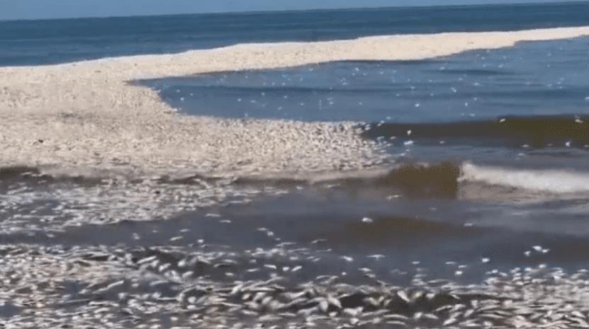 美国一地数千条鲱鱼突然死亡 现场画面曝光尸体铺满海滩