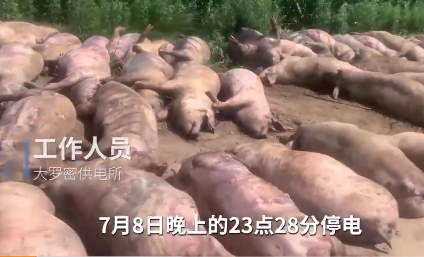 猪场因断电死亡462头猪损失近百万 凌晨断电导致猪舍温度升至60多度
