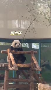 大熊猫拿着竹子仿佛在钓鱼 网友直呼：小时候熊猫握竹子的果壳箱原型来了