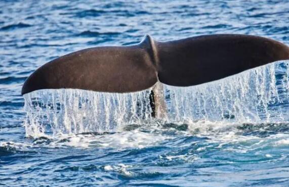 抹香鲸尸体中被发现9.5公斤龙涎香 龙涎香体积太大无法排出导致肠梗阻死亡