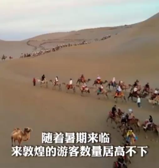 暑期敦煌又开始堵骆驼了 敦煌景区堵骆驼成常态