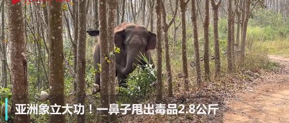 亚洲象一鼻子甩出毒品2.8公斤 详情曝光亚洲象在村寨活动发现毒品立大功