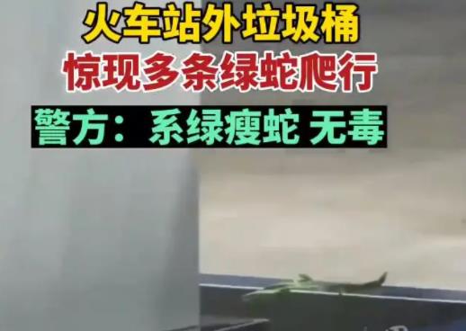 昆明车站外多条绿蛇在垃圾箱上爬行 警方回应：系绿瘦蛇无毒，正在落实具体情况