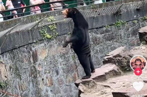 杭州动物园马来熊被疑人假扮 杭州动物园：熊在山中坐，热搜从天降