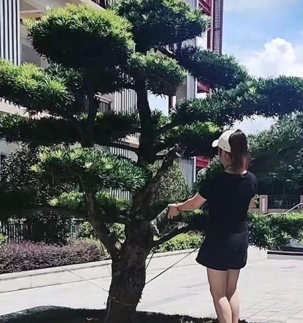 女子撞断绿化树枝被索赔8000，网友质疑：一棵什么样的树为什么这么贵？