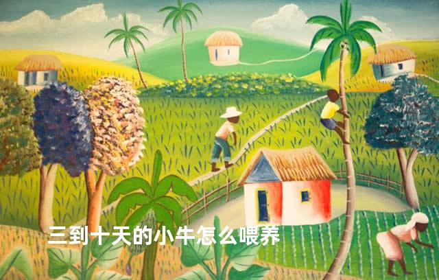 三到十天的小牛怎么喂养