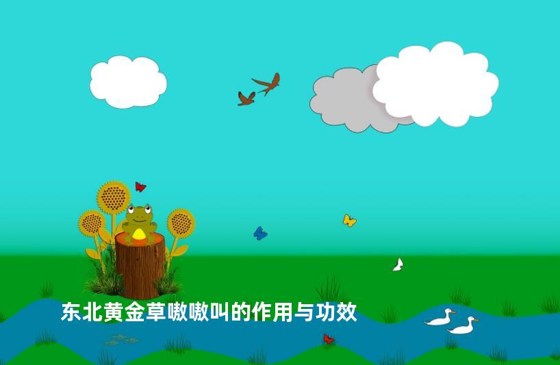 东北黄金草嗷嗷叫的作用与功效