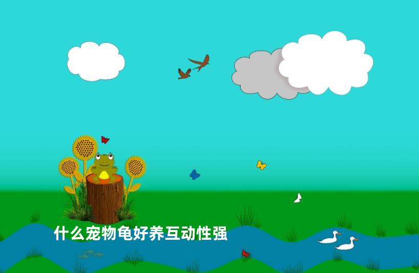 什么宠物龟好养互动性强