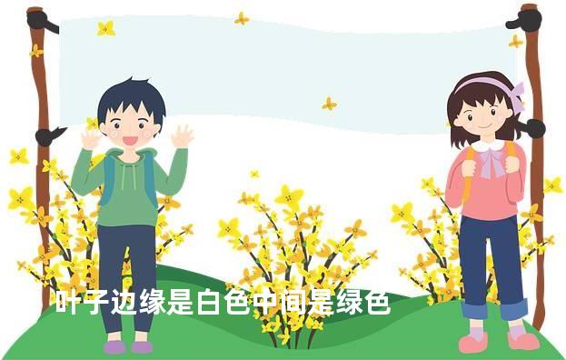 叶子边缘是白色中间是绿色