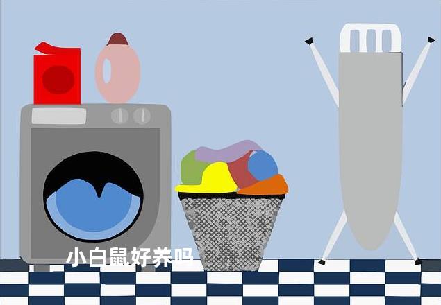 小白鼠好养吗