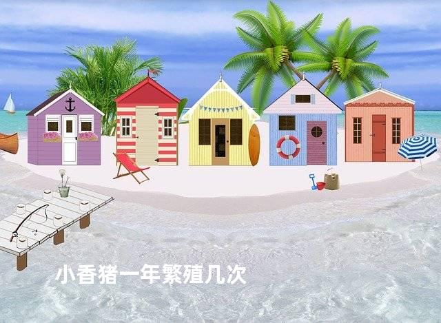 小香猪一年繁殖几次