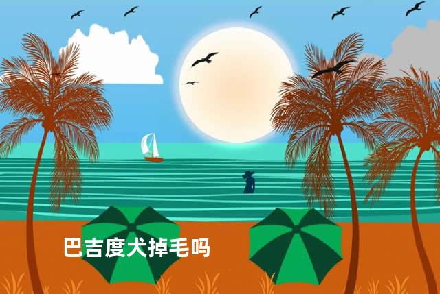 巴吉度犬掉毛吗