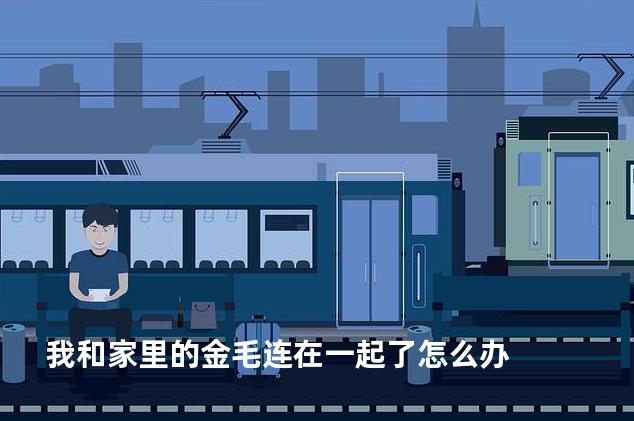 我和家里的金毛连在一起了怎么办