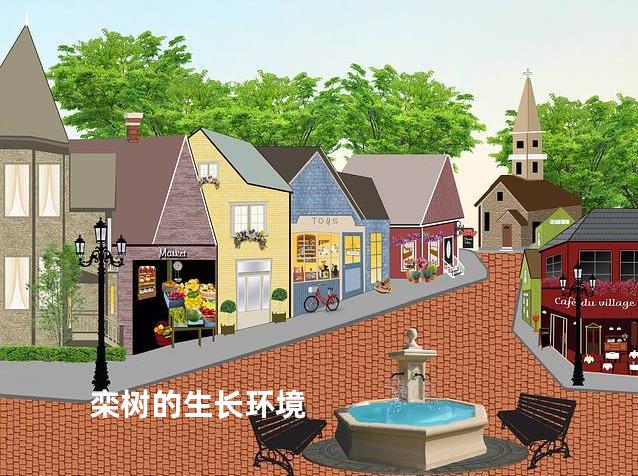 栾树的生长环境