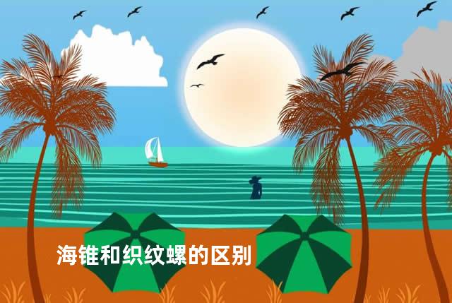 海锥和织纹螺的区别