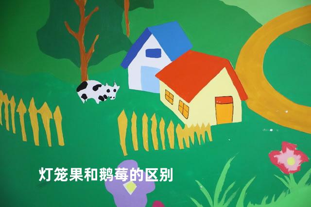 灯笼果和鹅莓的区别