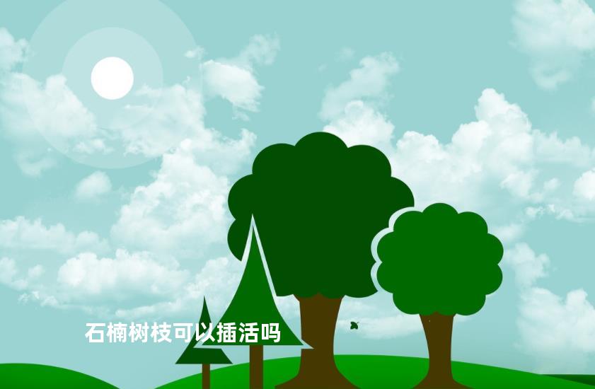 石楠树枝可以插活吗