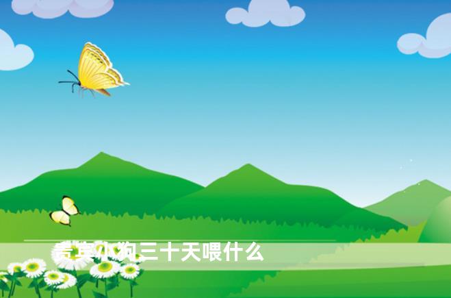 贵宾小狗三十天喂什么