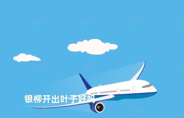 银柳开出叶子好吗