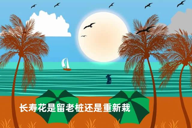 长寿花是留老桩还是重新栽
