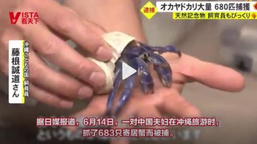 中国夫妇日本旅游抓683只寄居蟹被捕 寄居蟹是日本政府的自然纪念物