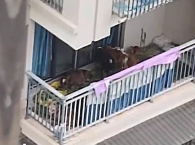 居民在5楼阳台养7头牛被投诉 网友直呼活久见