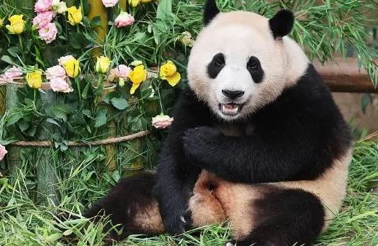 直击旅韩大熊猫福宝3岁生日派对 欢乐吃竹子蛋糕网友直呼太可爱了